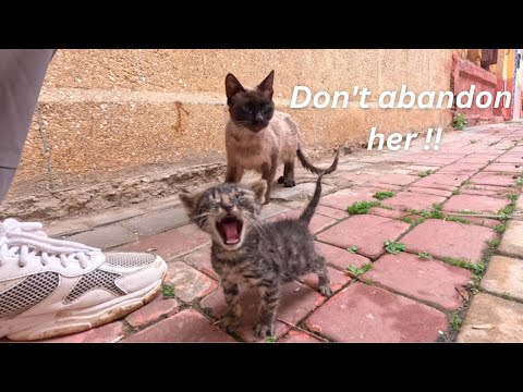 Видео: Кошка-мама приносит слепого котёнка в спасательную команду и говорит: "Не бросайте её".