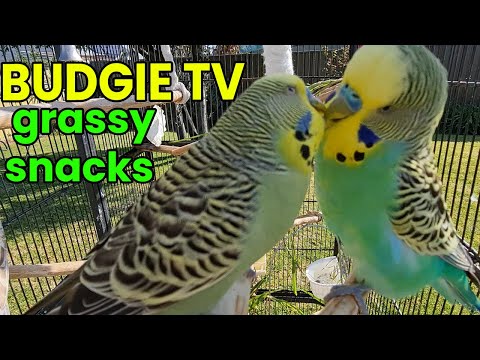 Видео: Budgie TV: возбужденные звуки птиц, ОТЛИЧНО для одиноких птиц