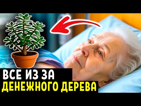 Видео: Многие держат у себя ДЕНЕЖНОЕ ДЕРЕВО. Но они даже не догадываются, ЧТО ОНО ТВОРИТ С ТЕЛОМ..