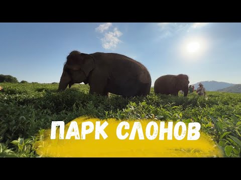 Видео: ПАРК СЛОНОВ в Сочи 27 августа 2023 #паркслонов#паркслоновсочи