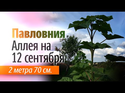 Видео: Аллея Павловнии на 12 сентября 2023. Павловнии по 2 метра 70 см.