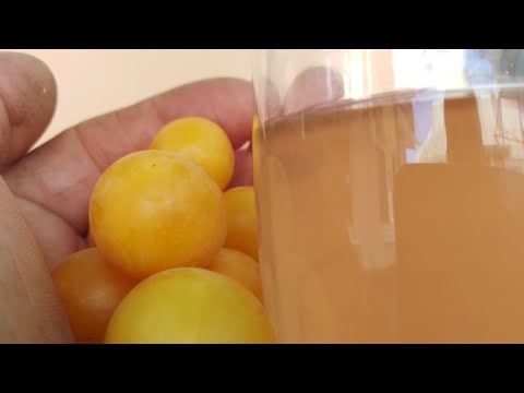 Видео: 29.07.24✖️Вино🍷з аличі , 😲смачно та цікаво👍🏼, головне корисно якщо в міру  споживати.🤔