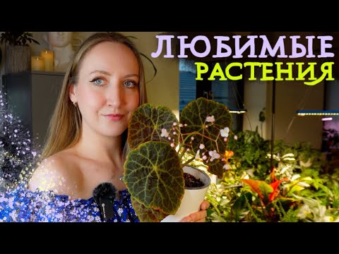 Видео: Мои ЛЮБИМЫЕ РАСТЕНИЯ | Февраль 2025 | Любимчики + цветочные новости