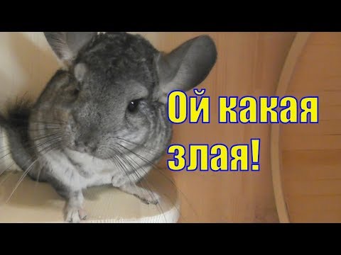 Видео: Шиншилла кричит/ ругается/ Шуша охраняет дом