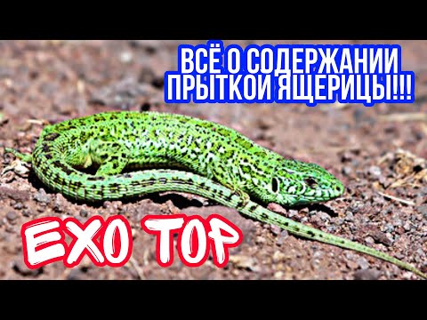 Видео: ВСЁ О СОДЕРЖАНИИ ПРЫТКОЙ ЯЩЕРИЦЫ! КАК СОДЕРЖАТЬ ПРЫТКУЮ ЯЩЕРИЦУ! EXO TOP