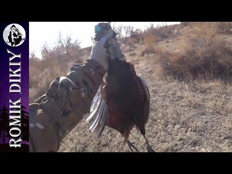 Видео: ОХОТА НА ФАЗАНА или как поймать фарт. (7-8 ноября 2020г)