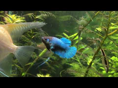 Видео: #1 КАК НЕРЕСТИТЬ ПЕТУШКА. Расскажу как получить потомство. Подбираем пару петушков на нерест. Мальки