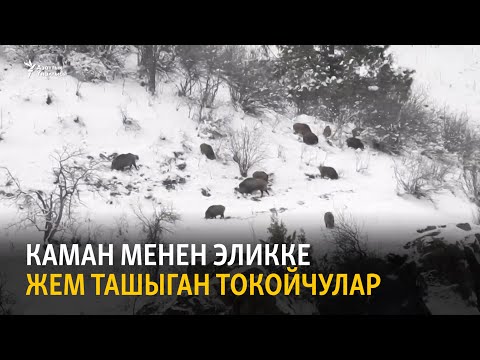 Видео: Каман менен эликке жем ташыган токойчулар