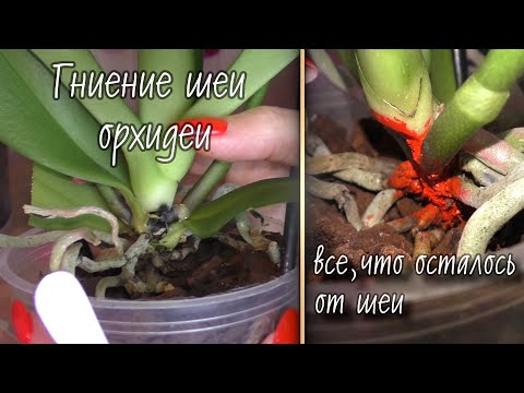 Видео: Глубокая ГНИЛЬ на новой орхидее. ПЫТАЮСЬ спасти Diamond Dream.