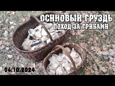 Видео: Осиновый груздь.