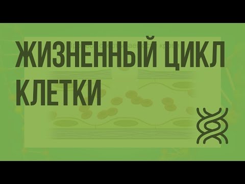 Видео: Жизненный цикл клетки. Видеоурок по биологии 10 класс