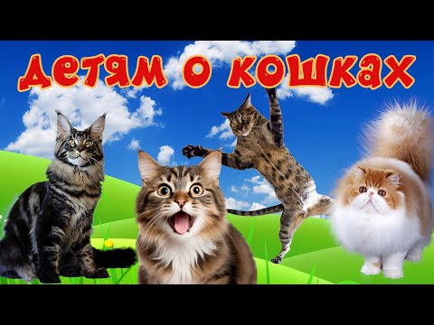 Видео: Кошки и их звуки для детей. Развивающее видео о кошках