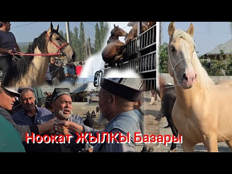 Видео: НООКАТ ЖЫЛКЫ БАЗАРДЫ  Адыл ава  терип  Сатылды 