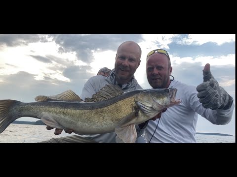 Видео: КРУТАЯ РЫБАЛКА НА СУДАКА С ГИДОМ! ДЖИГ для количества, ПЕЛАГИКА для размера! ЛОВЛЯ СУДАКА ЛЕТОМ!