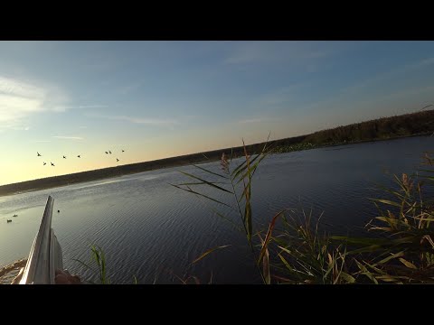 Видео: второй день открытия охоты в прекрасной компании в дельте Волги. Вода уходит потихоньку.