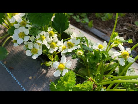 Видео: Чем кормить клубнику ДО и ВО ВРЕМЯ цветения? Boromin Gel + Folicist + лайфхак с ветродуйкой!