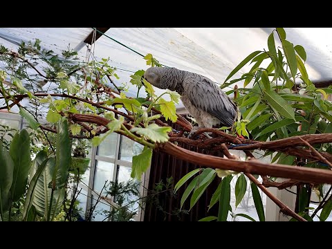 Видео: Интересные факты о попугаях. В зимнем саду уже лето, принимаем водные процедуры.