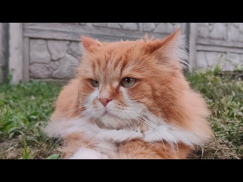 Видео: Обычный день кота Биги