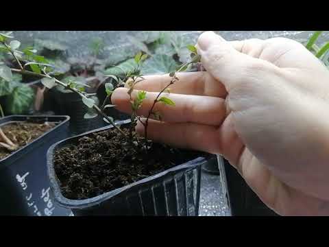 Видео: Что выросло из семян с Wildberries через 1,5 месяца
