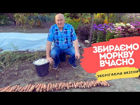 Видео: Збираємо моркву вчасно! Зберігаємо якісно!