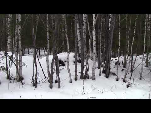 Видео: Проблема с волками актуальна     2023 г