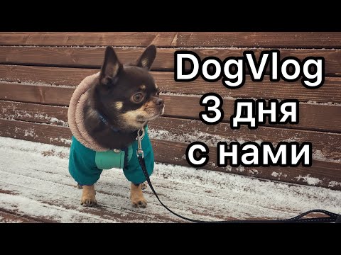 Видео: DogVlog осенние каникулы