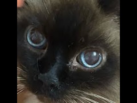 Видео: ломаю себе windows