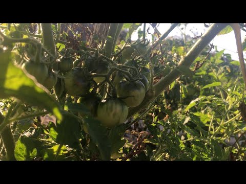 Видео: 2 часть. Огород, собираем урожай 🎊