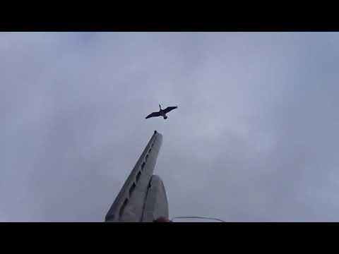 Видео: Охота на гуся 2021 с конкурентами и зенитчиками. МР-155