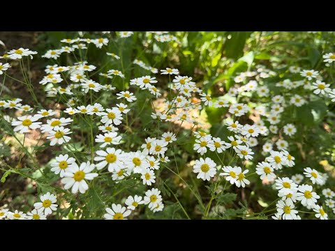 Видео: Родительский дом.