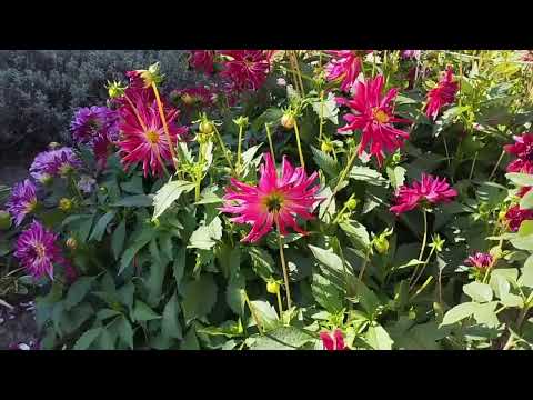 Видео: Георгины И Крокусы