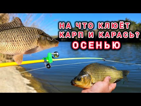 Видео: Осенний Карась и Карпа. НА ЧТО КЛЮЁТ КАРП И КАРАСЬ ОСЕНЬЮ?