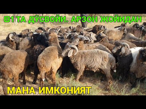 Видео: ДЕХҚОНЧИЛИК МОЛЛАР СОТИЛАДИ. ☎️97 519 96 36 ИХТИЁР АКА. 