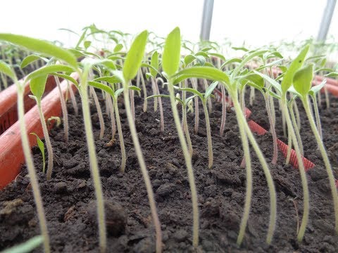 Видео: ЕСЛИ ВЫТЯГИВАЕТСЯ РАССАДА - ЧТО ДЕЛАТЬ? Ольга Чернова.