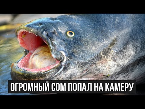 Видео: Кадры, которые шокировали интернет. Самые большие сомы, снятые на видео!