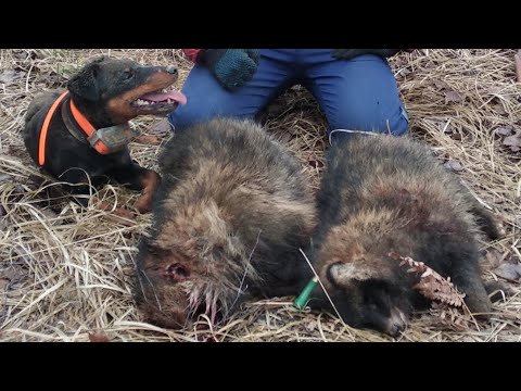 Видео: Охота  на зайца пошла не по плану. Ягдтерьер в деле. Hunt with Jagdterrier