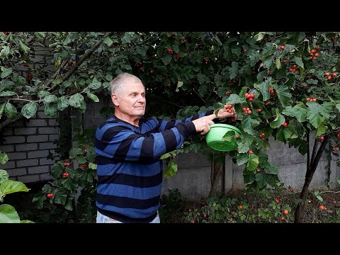 Видео: Сбор ягод боярышника легко и просто
