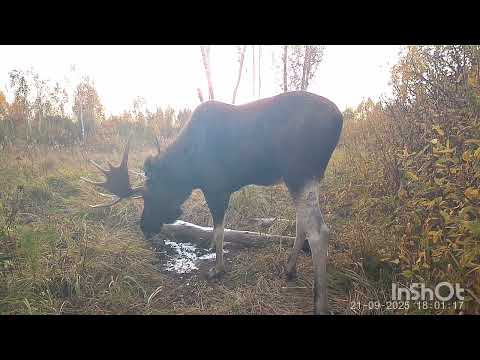 Видео: Учусь манить. Лоси во время гона. Солонец работает. Трофейный бык, кабаны и лосиха с лосенком. 