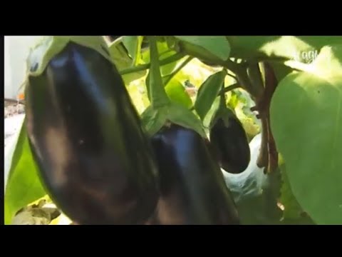 Видео: БАКЛАЖАН от А до Я КАК ВЫРАСТИТЬ БАКЛАЖАНЫ