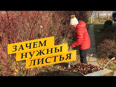 Видео: Что делать с листьями в саду осенью. Зачем нужны листья.