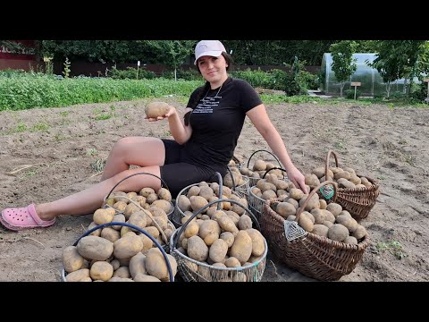 Видео: Коп🥔🥔 сорт Сорая,Шокував‼️Копаю з Сусідкою чи неві..❓️Молодь і 🥔🥔‼️