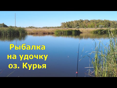 Видео: Рыбалка на удочку на берегу озера Курья. Карасукский район. Сентябрь 19.2024