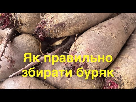 Видео: Секрети правильного збору буряка