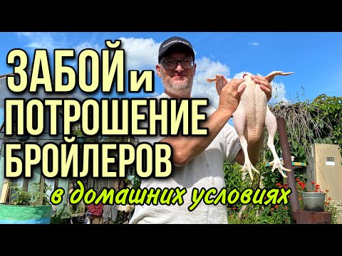 Видео: Забой и потрошение бройлеров в домашних условиях||мой опыт