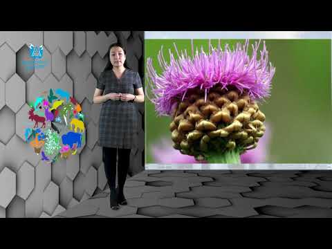 Видео: Сулейменова Н.М. Қазақстанда өсетін дәрілік өсімдіктер (2 бөлім)