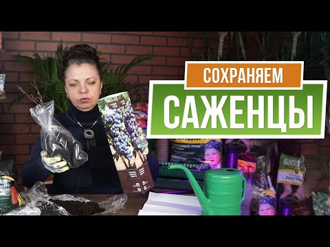 Видео: Как сохранить саженцы до посадки ✿