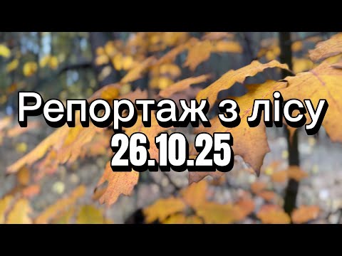 Видео: Грибочки від 26.10.25 | Знову почалися білі гриби