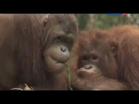 Видео: Остров орангутанов, сезон 1, серия 1 - Начало новой жизни