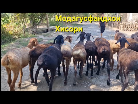 Видео: Дусокбарахои Хисори фуруши.  Ватсап 907 30 60 40 