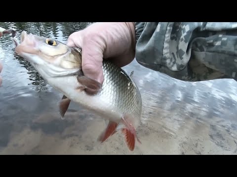 Видео: ЛУЧШАЯ МОРМЫШКА УРАЛОЧКА И ПОПЛАВОК ЛОВЯТ ВСЮ РЫБУ! ЯЗЬ НЕ ДАВАЛ СКУЧАТЬ, КЛЁВАЯ РЫБАЛКА В ХМАО!